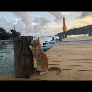 Meet your Posher, Cameron